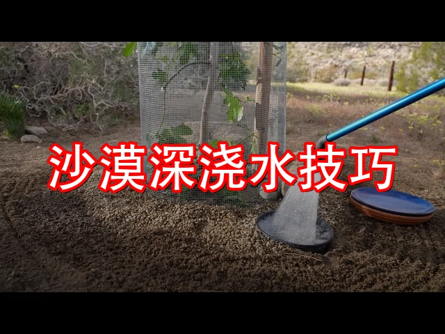 沙漠深浇水技巧！莫哈维专家教你DIY到高科技让水深入土壤的秘诀