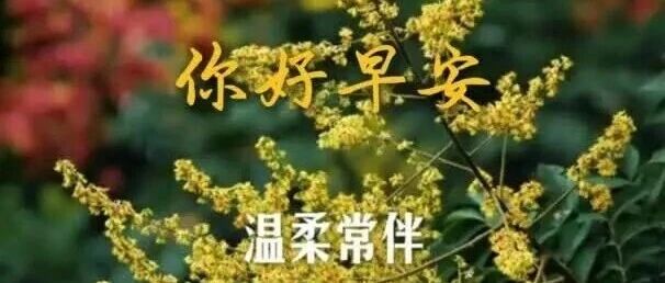 早安内黄 | 愿今日心绪安稳 万事和顺 温柔常伴 早安内黄 | 愿今日心绪安稳 万事和顺 温柔常伴