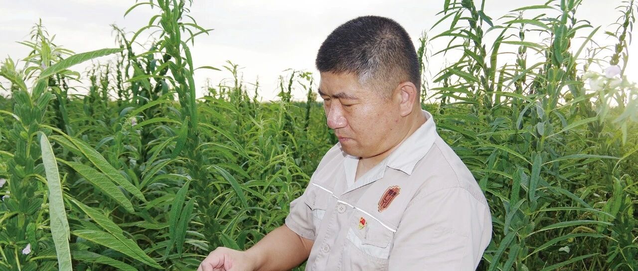 任长博:匠心坚守三十年 一粒芝麻十里香 任长博:匠心坚守三十年 一粒芝麻十里香