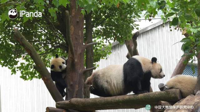 国庆假期福利！以防你没见过如此优雅的熊猫挠痒痒～ 网友