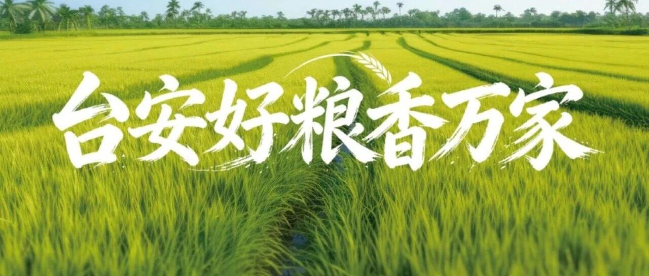 百万亩沃土筑牢产业根基 “台安好粮”品牌蓄势待发