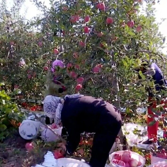 【到现场去 到一线去 到群众中去】西平林场苹果迎来采收季