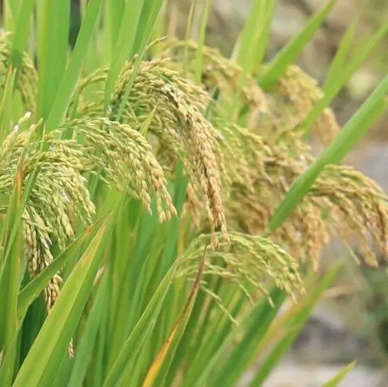 新华视点｜生态赋能秋收 江淮大地丰产又富民