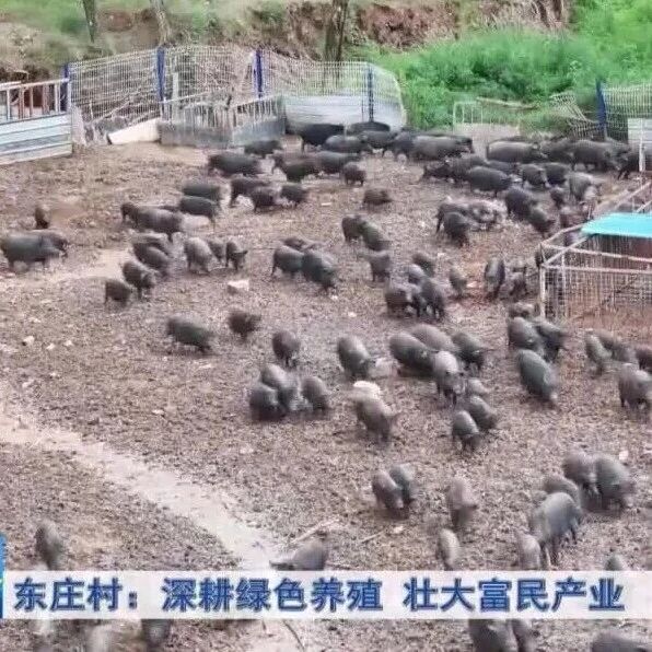 东庄村:深耕绿色养殖 壮大富民产业 东庄村:深耕绿色养殖 壮大富民产业