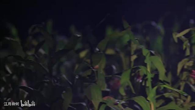 玉米地里的爱情