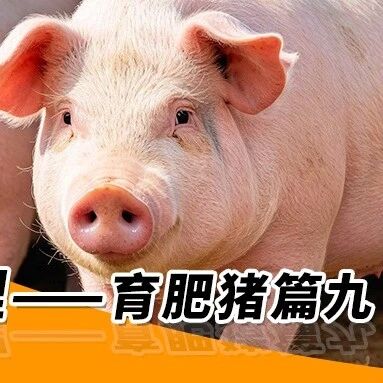 秋季养猪管理—— 育肥猪篇九 秋季养猪管理—— 育肥猪篇九