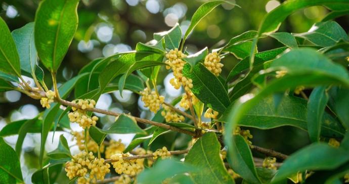 秋日的仪式感：手作桂花茶全记录