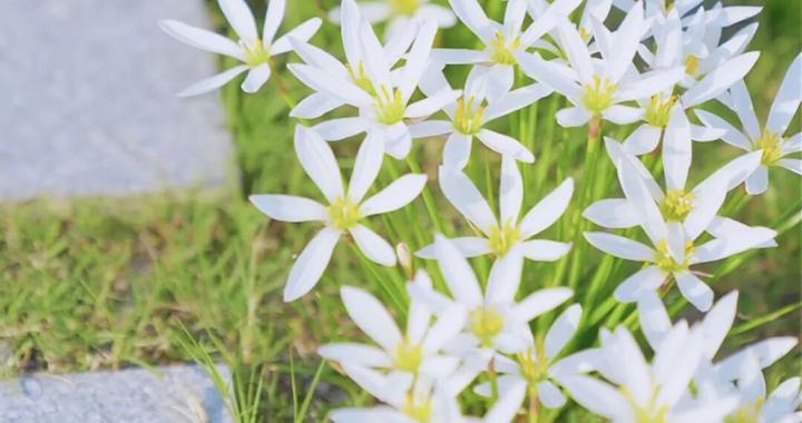 早安青浦丨花开向阳,邂逅秋日小美好~ 早安青浦丨花开向阳,邂逅秋日小美好~