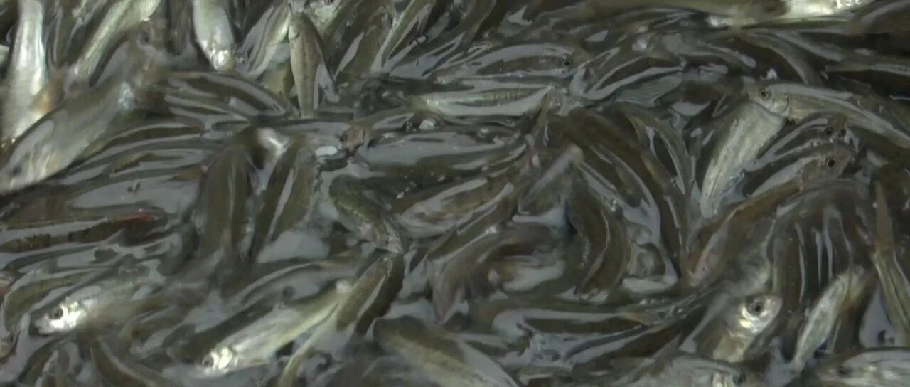 鹤庆县近40万尾珍稀特有鱼类放流金沙江 鹤庆县近40万尾珍稀特有鱼类放流金沙江