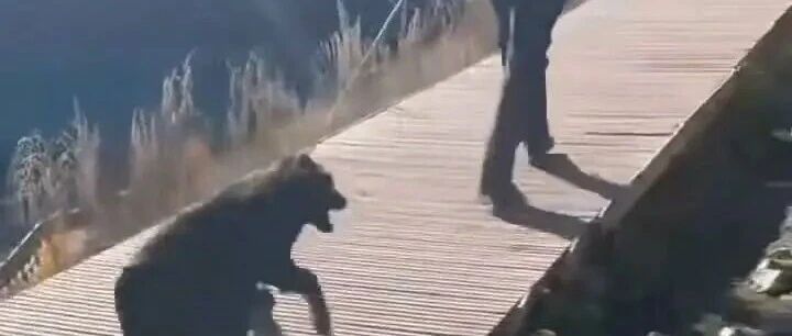 新疆喀纳斯景区保安被指用细绳套颈拖拽并脚踢流浪狗,景区回应:流浪狗已放归原地,已对涉事人员批评教育,当地文旅局正联合处理 新疆喀纳斯景区保安被指用细绳套颈拖拽并脚踢流浪狗,景区回应:流浪狗已放归原地,已对涉事人员批评教育,当地文旅局正联合处理