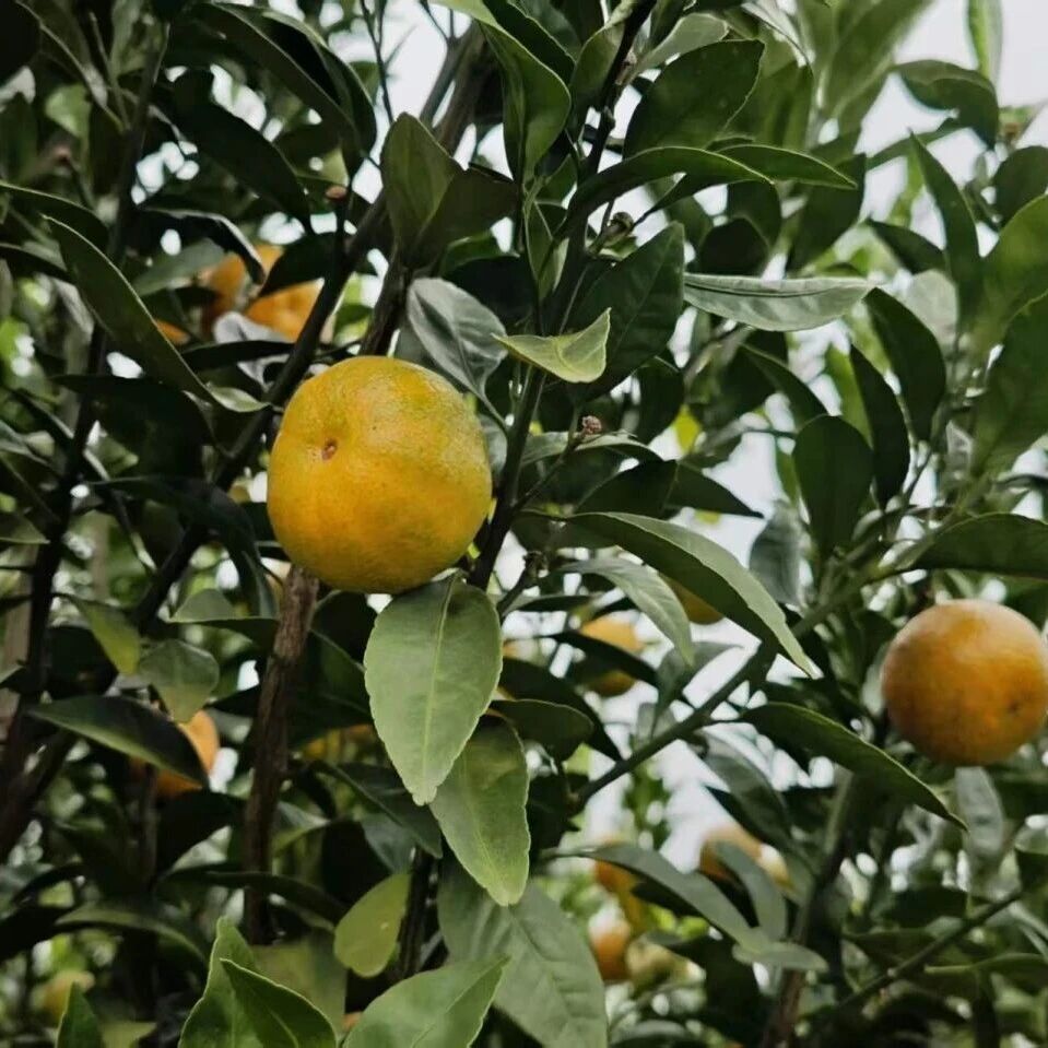 山飘橘香 | 仁化瑶前早熟砂糖橘迎来首摘