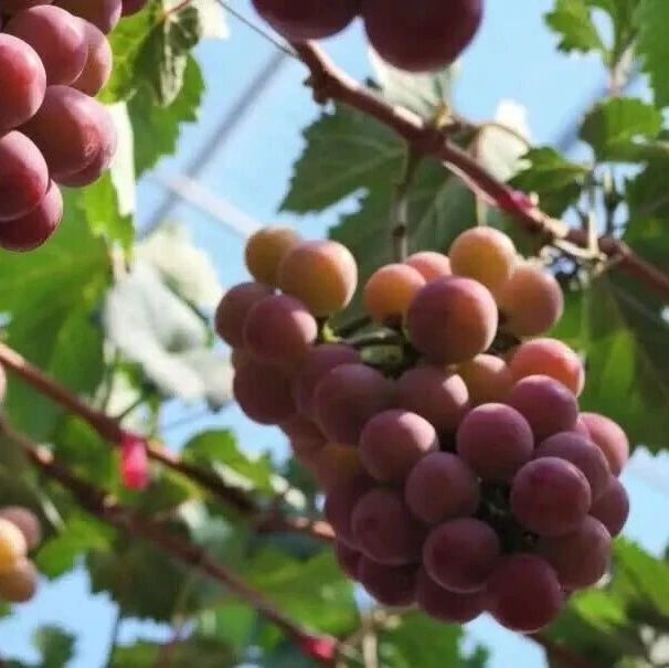 下马峪乡:千亩葡萄串起 下马峪乡:千亩葡萄串起
