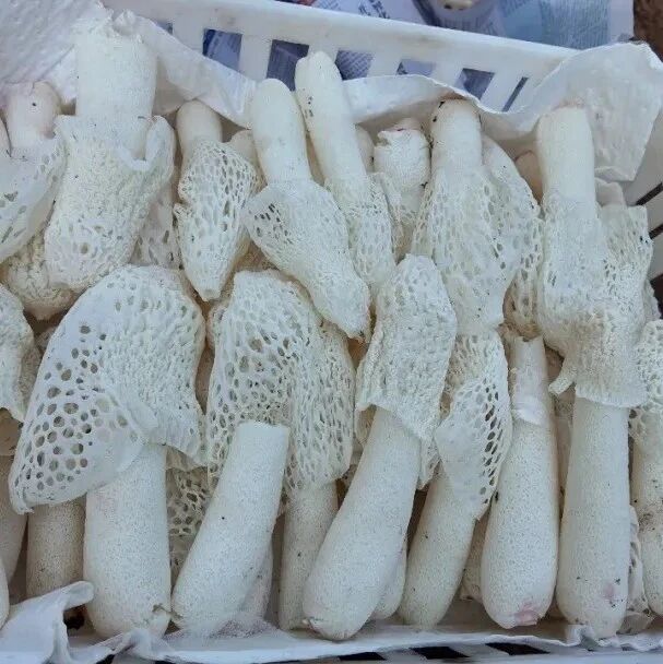 马龙区纳章镇：林下“双菌轮种” 闯出助农增收新路