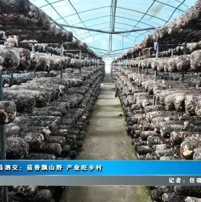 【我为群众办实事】夏县泗交：菇香飘山野 产业旺乡村