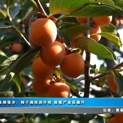 【乡村振兴】夏县胡张乡：柿子满枝迎丰收 甜蜜产业促振兴