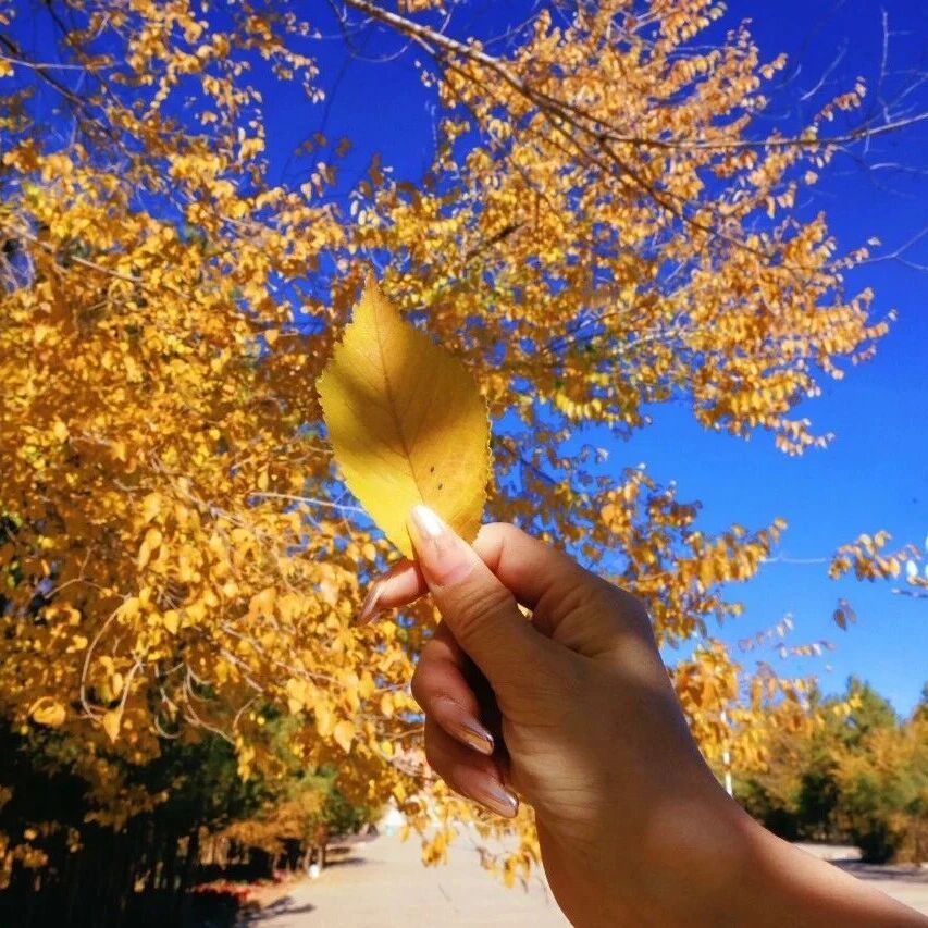 【阿巴嘎印记·美图篇】小镇的秋天藏在一片片叶子里