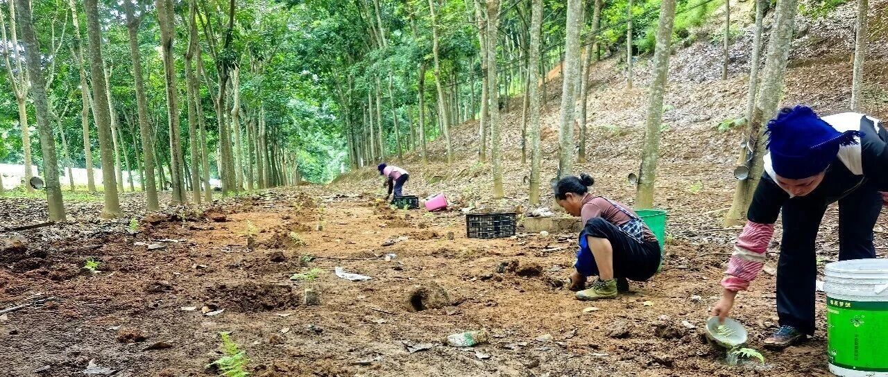 林下 “金疙瘩”:金平县一株国家二级保护植物的富民新路 林下 “金疙瘩”:金平县一株国家二级保护植物的富民新路