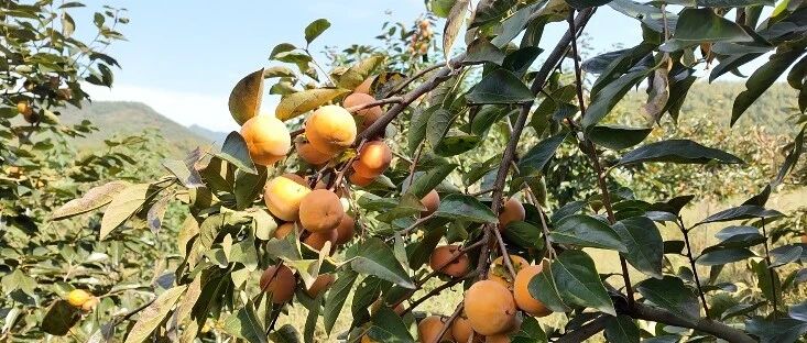 叮咚！秋至西峡，好“柿”发生