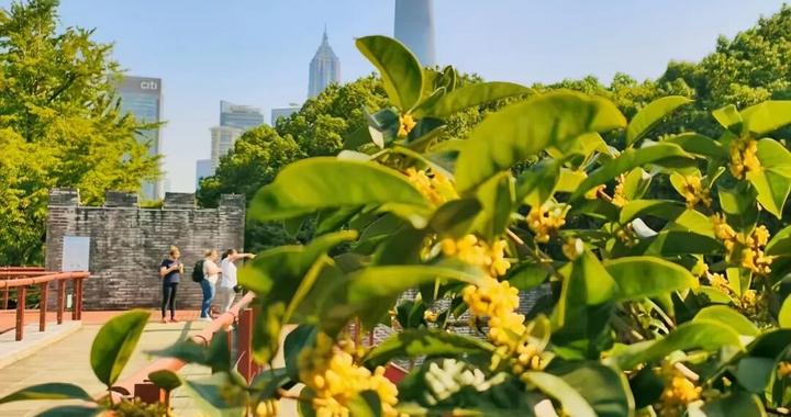 外滩旁竟然藏着一条“金桂大道”?!90%的人不知道,超级出片,网友:“香到齁甜!” 外滩旁竟然藏着一条“金桂大道”?!90%的人不知道,超级出片,网友:“香到齁甜!”