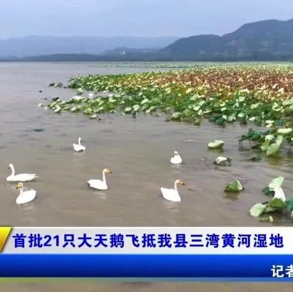 首批21只大天鹅飞抵我县三湾黄河湿地 开启越冬之旅 首批21只大天鹅飞抵我县三湾黄河湿地 开启越冬之旅