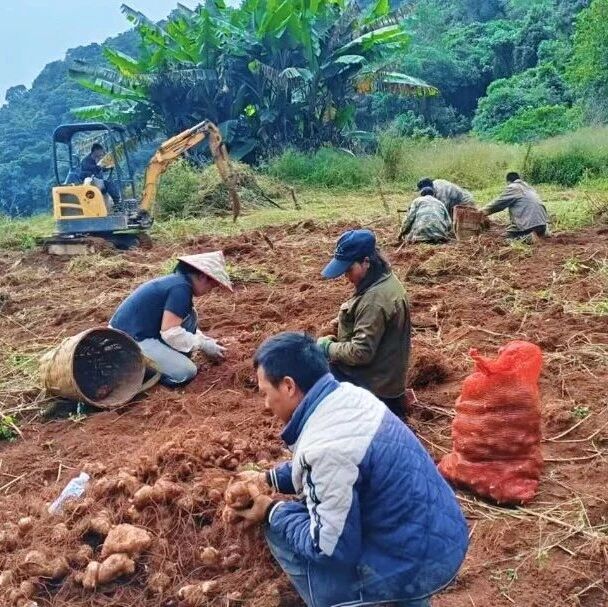 镇康木场：绿荫塘村滇黄精采收忙