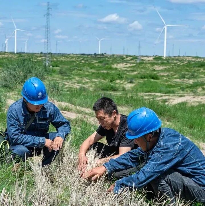 奈曼旗创新建立“安达护线联盟” 推动生态提质与富民增效双向共赢