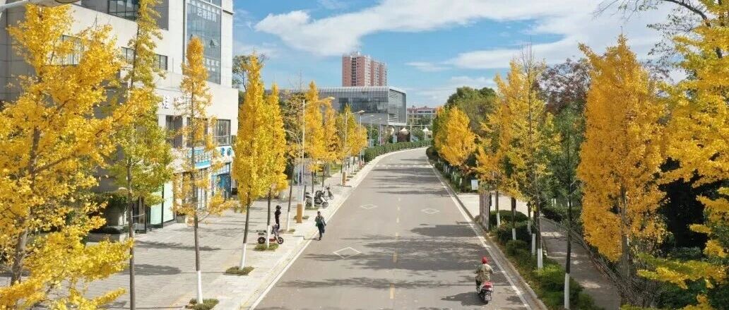 马龙区:银杏染秋满城金 绿美画卷入眼来 马龙区:银杏染秋满城金 绿美画卷入眼来