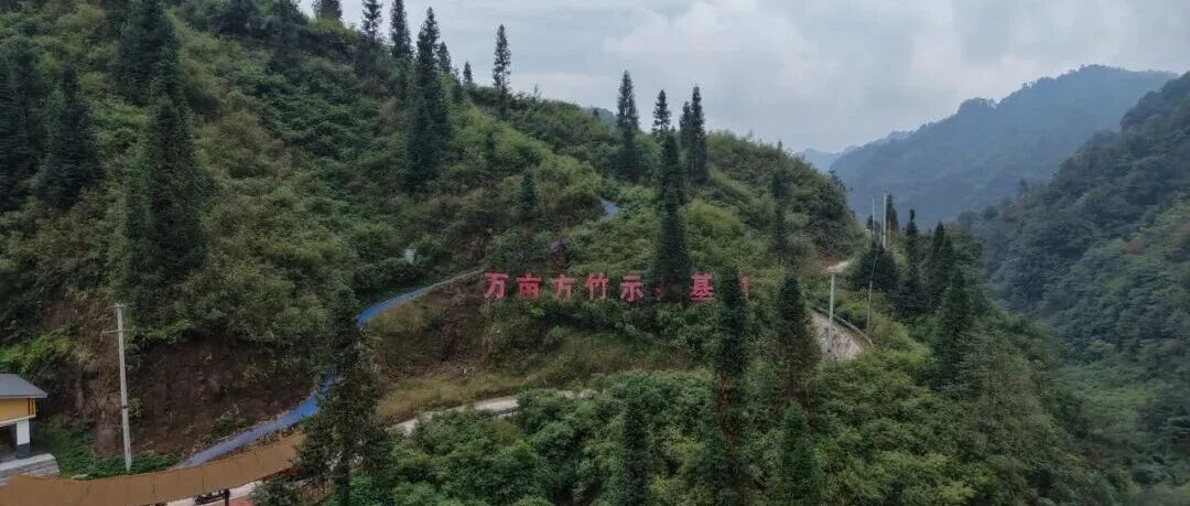两碗镇:小竹笋迎采收季 撑起富民大产业 两碗镇:小竹笋迎采收季 撑起富民大产业