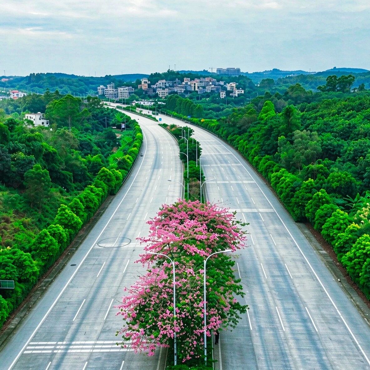 绿美化州•每日一图 | 景秀 绿美化州•每日一图 | 景秀