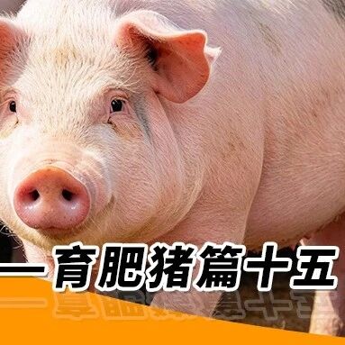 秋季养猪管理—— 育肥猪篇十五