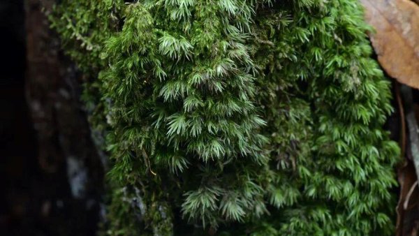 云南临沧发现中国大陆苔藓新记录种 云南临沧发现中国大陆苔藓新记录种