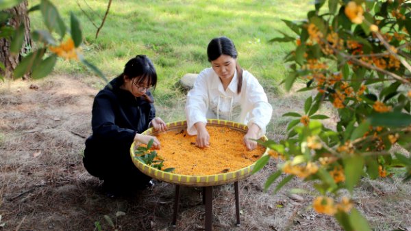 读图丨桂花园迎来收获季