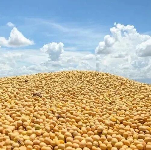 南北大豆齐涨共振,东北抢粮、南下囤货,国产豆进入高位博弈窗口 南北大豆齐涨共振,东北抢粮、南下囤货,国产豆进入高位博弈窗口
