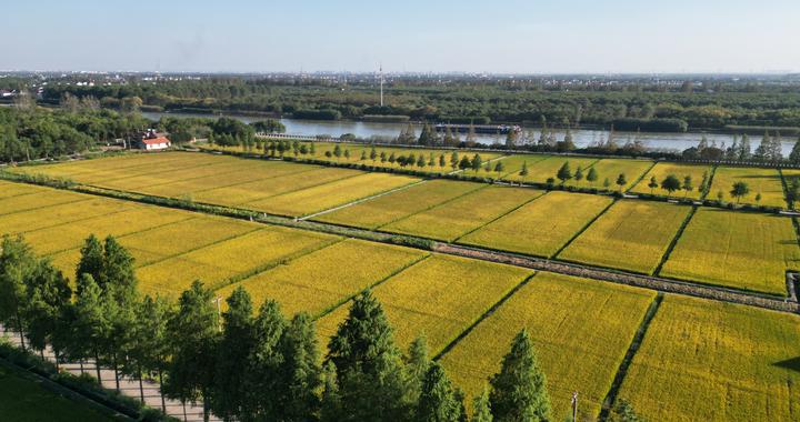 第46个世界粮食日之际,松江大米走上西双版纳餐桌 第46个世界粮食日之际,松江大米走上西双版纳餐桌