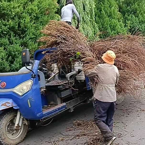 清理道路枯枝杂物 擦亮和美乡村“颜值”