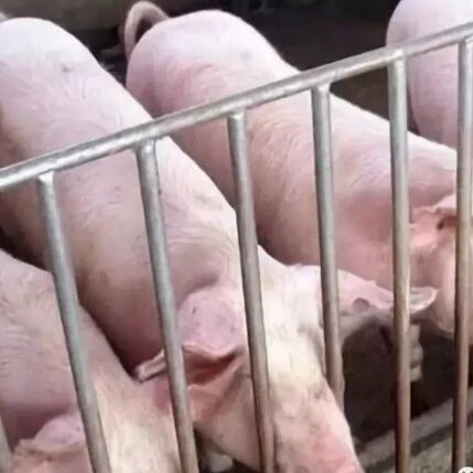 猪肉概念走强，机构预测2027年上半年迎周期拐点