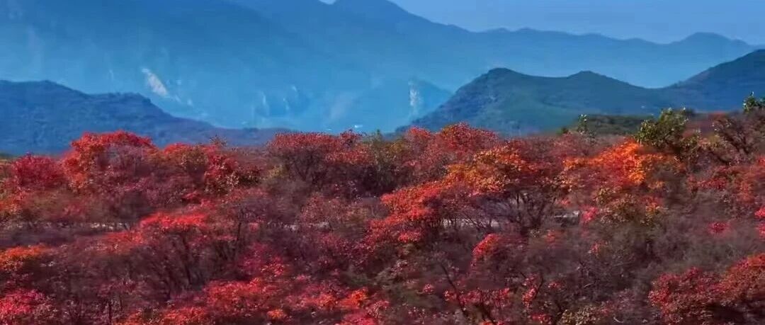 媒体看登封|央视打卡嵩山红叶了!漫山层林尽染,这份“惊艳”秋日攻略请收好~ 媒体看登封|央视打卡嵩山红叶了!漫山层林尽染,这份“惊艳”秋日攻略请收好~