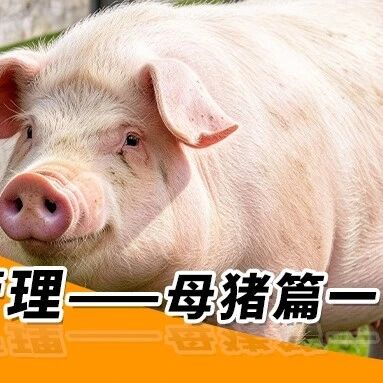 秋季养猪管理—— 母猪篇一