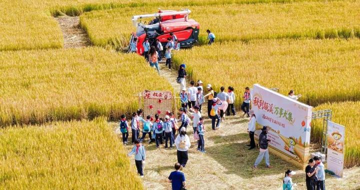 市民田间割稻赶集,非遗好戏搬进稻浪,这样的市集今后每两周一场! 市民田间割稻赶集,非遗好戏搬进稻浪,这样的市集今后每两周一场!
