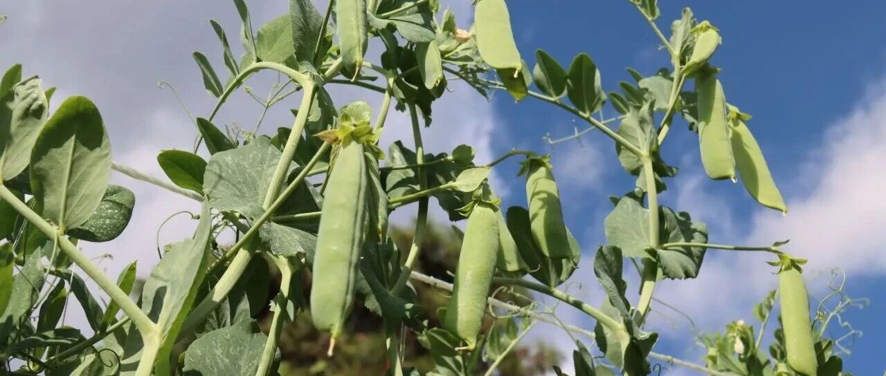 【甜蜜生活在宾川】小豌豆闯出大市场!宾居镇乌龙坝错季豌豆迎来采收热 【甜蜜生活在宾川】小豌豆闯出大市场!宾居镇乌龙坝错季豌豆迎来采收热