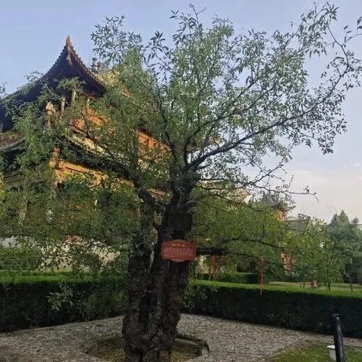 运城5处古建·古树遗存入选！全省首批“文保单位·古树名木”协同保护名录公布