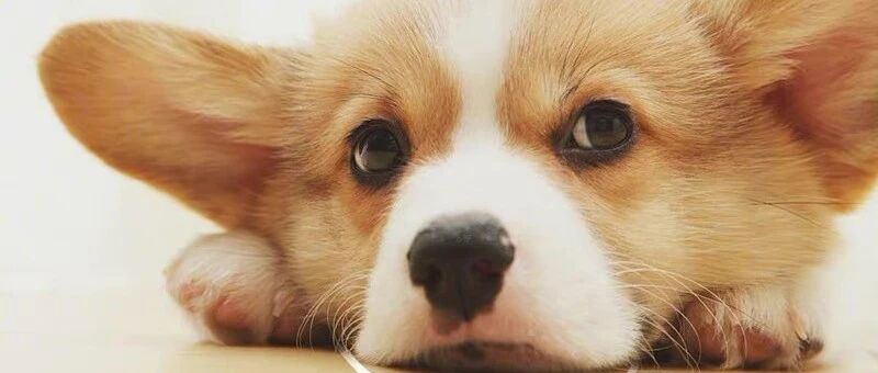 文明养犬 | 拒绝不文明养犬，合规养犬从我做起