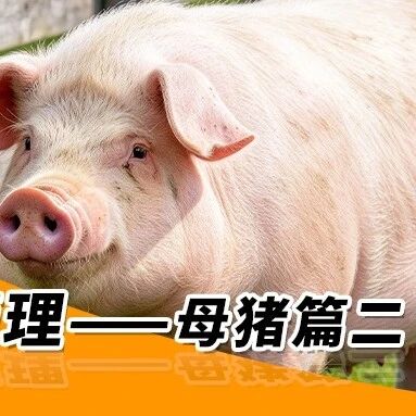 秋季养猪管理—— 母猪篇二 秋季养猪管理—— 母猪篇二