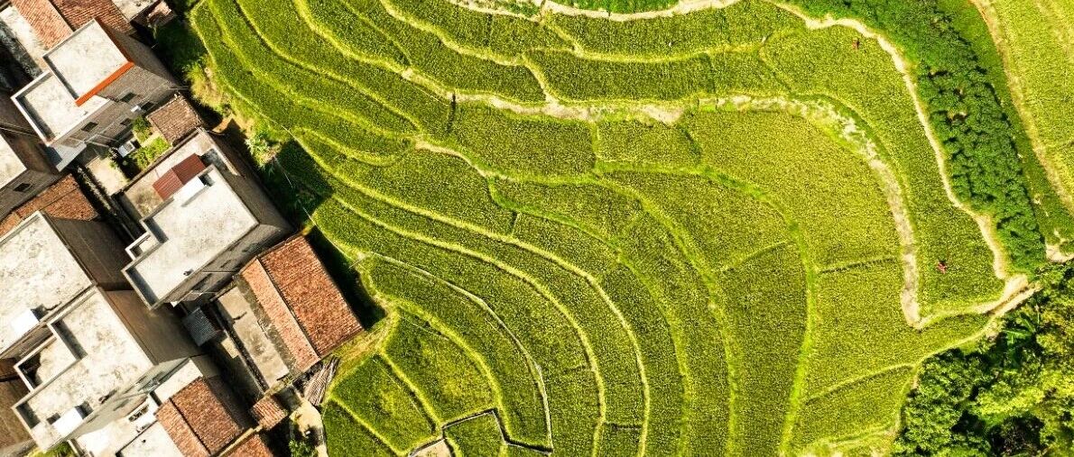 高要上云洲梯田进入最佳赏味期！错过等一年！