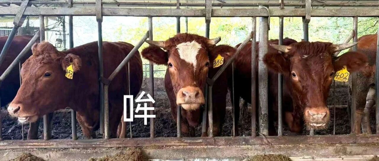 同古牛，牛！