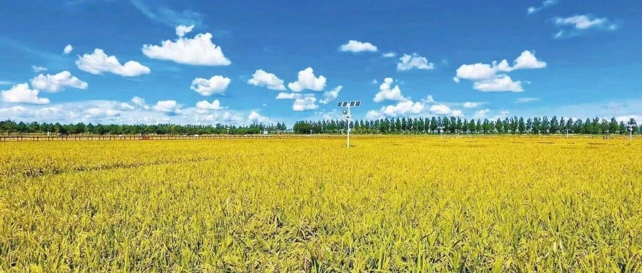 丰收不难，难的是“丰收又增收”，扎赉特旗怎么做到的？