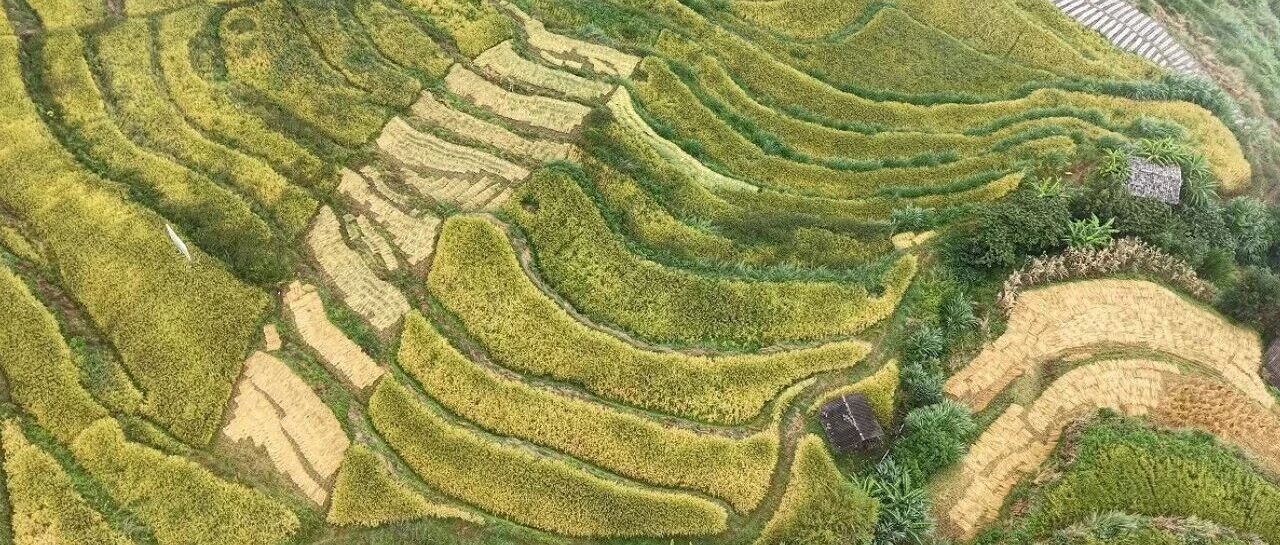 旱地生金稻 龙陵8000亩旱地优质稻开镰在即 旱地生金稻 龙陵8000亩旱地优质稻开镰在即