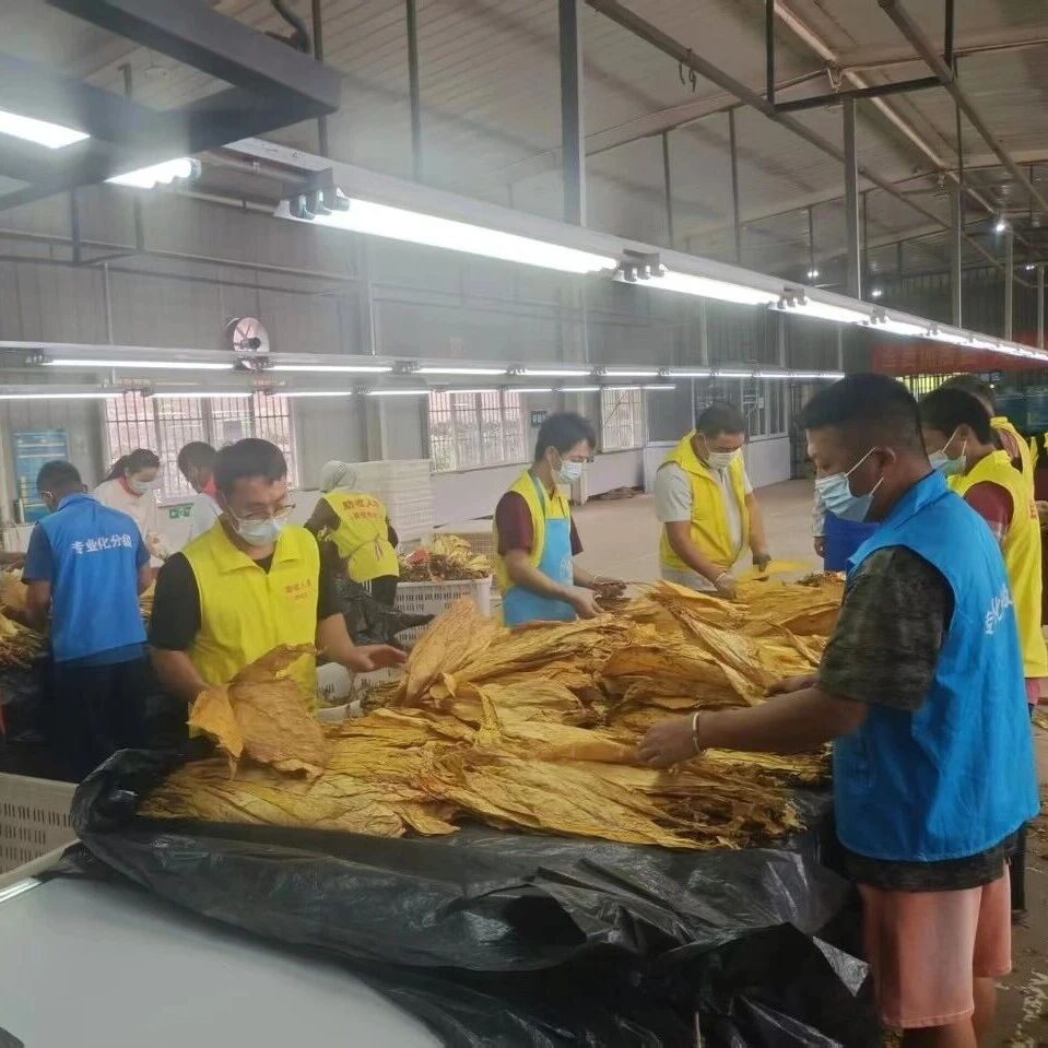 一线看发展丨恩乐镇召开烤烟工作复盘会：把