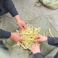 存在硫磺熏制鲜竹笋出售情况?四川古蔺、马边通报 存在硫磺熏制鲜竹笋出售情况?四川古蔺、马边通报