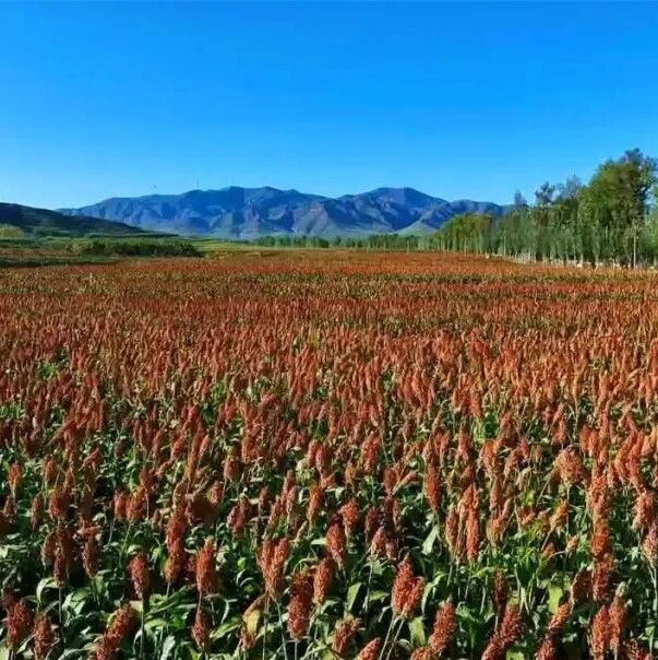 大同日报 | 金穗漫山连薯垄 旱作地里谋共富—广灵县斗泉乡走出特色农业振兴路 大同日报 | 金穗漫山连薯垄 旱作地里谋共富—广灵县斗泉乡走出特色农业振兴路